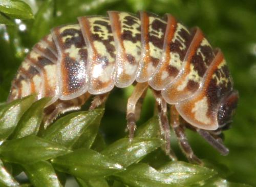 Armadillidium pictum